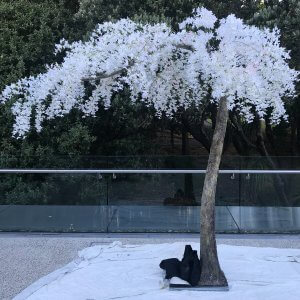 cinderella tree arch